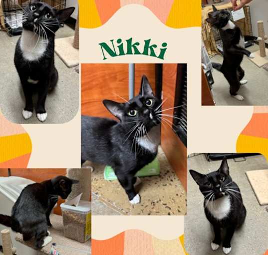 Photo of Nikki- an affectionate young people cat!