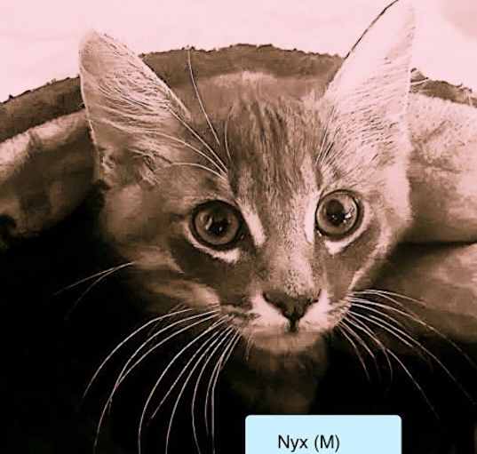 Photo of Nyx