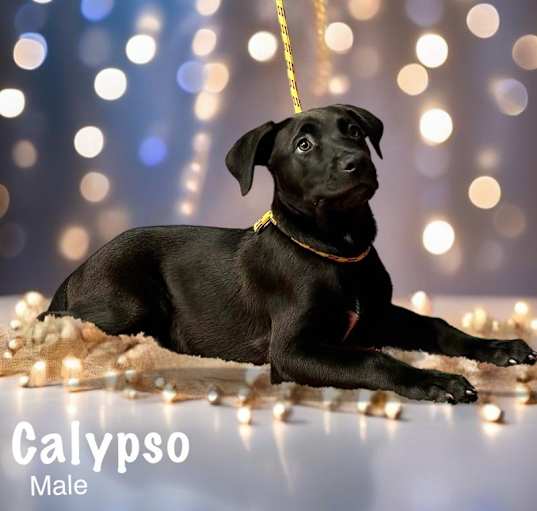 Photo of Calypso