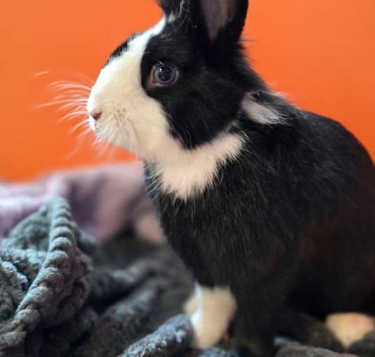Photo of Harley