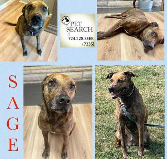 Photo of Sage