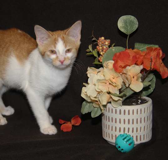 Photo of Marmalade