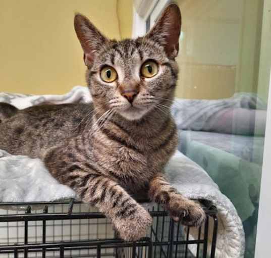 Photo of Tullia AT Petsmart Newington