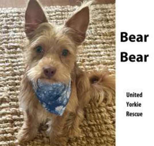 Photo of Bear Bear
