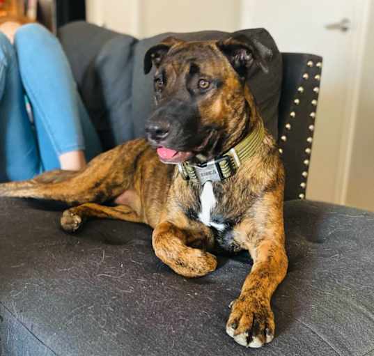 Photo of Koda