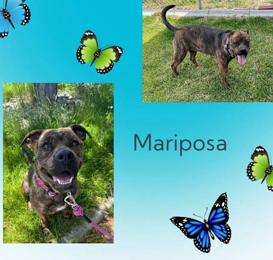 Photo of Mariposa