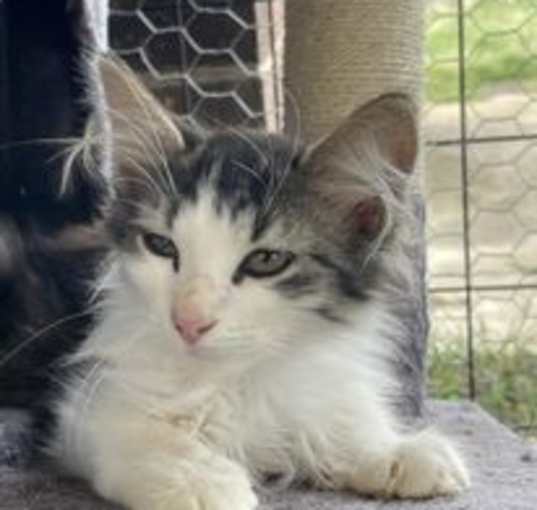 Photo of Shiloh's Kitten #2