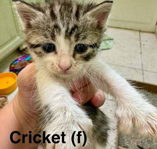 Photo of Cricket