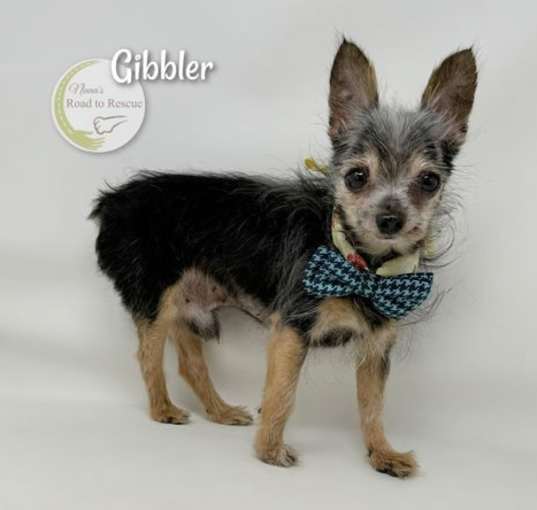 Photo of Gibbler