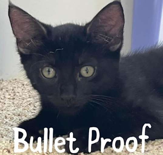 Photo of Bullet Proof