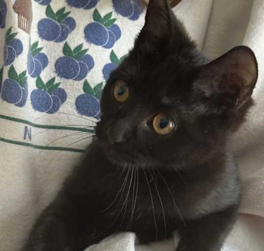 Photo of Hale - KITTEN in foster