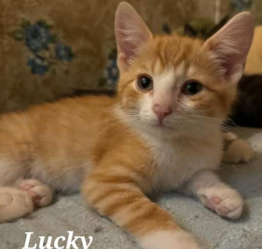 Photo of Lucky