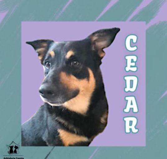 Photo of Cedar