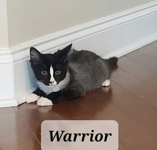 Photo of Warrior