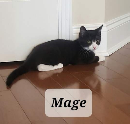 Photo of Mage