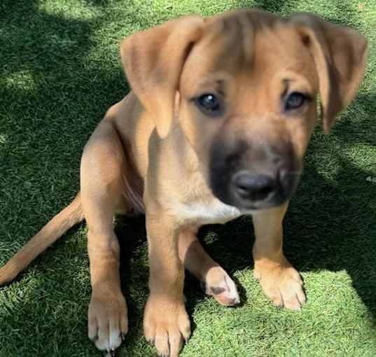 Photo of Circus Pup - Baton