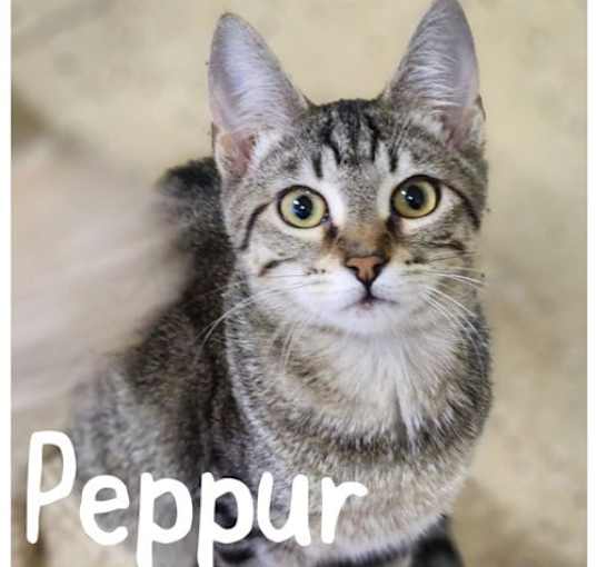 Photo of Peppur