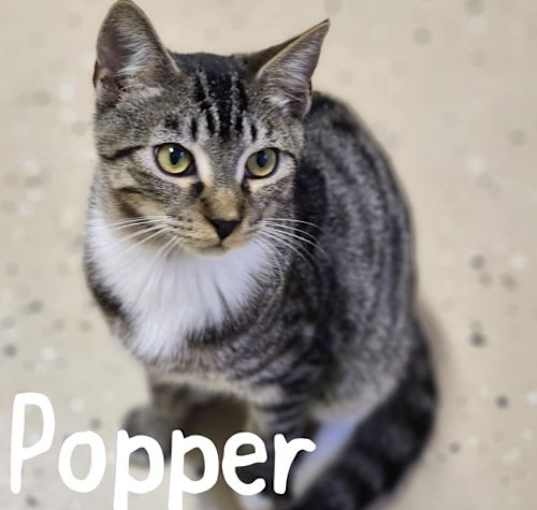 Photo of Popper