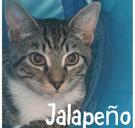 Photo of Jalapeno