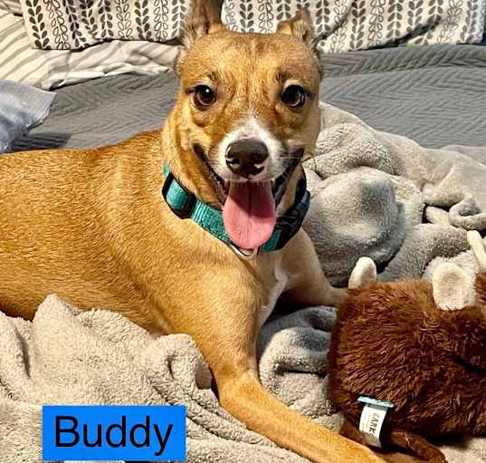 Photo of BUDDY