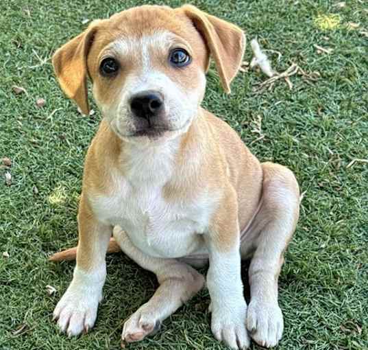 Photo of Circus Pup - Twirl