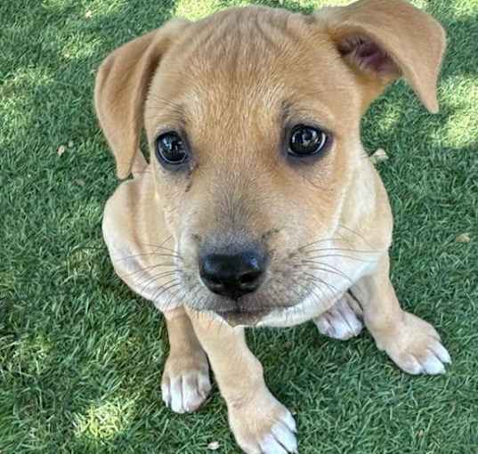 Photo of Circus Pup - Clown