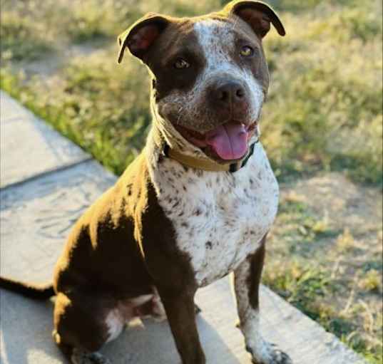 Photo of whiskey