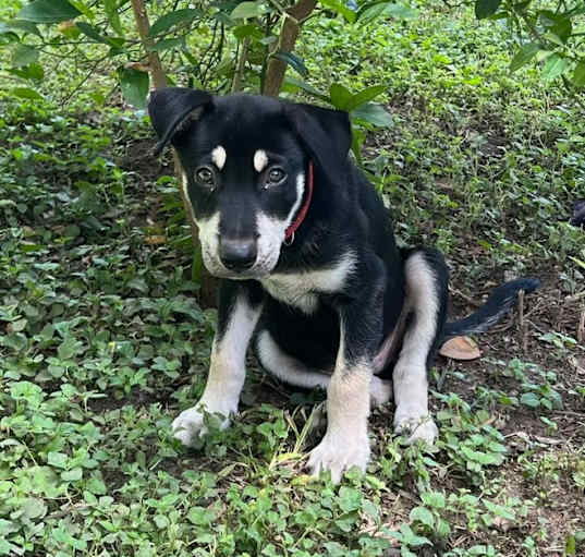 Photo of Jax (Ginny's Litter)