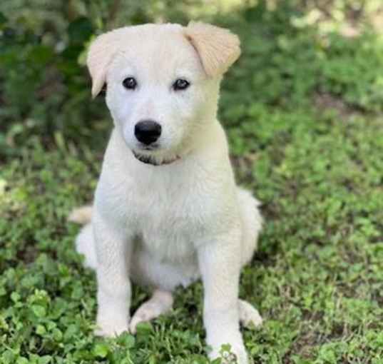 Photo of Molly (Ginny's Litter)