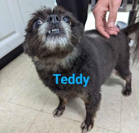 Photo of Teddy