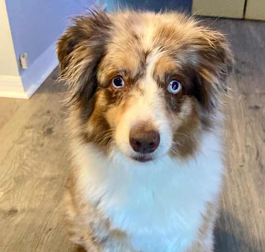 Photo of Lady