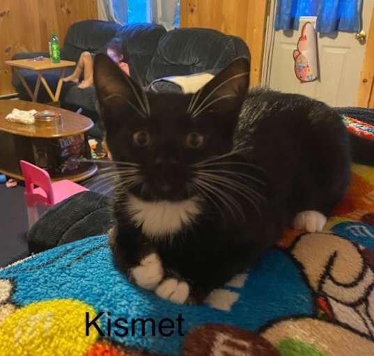 Photo of Kismet