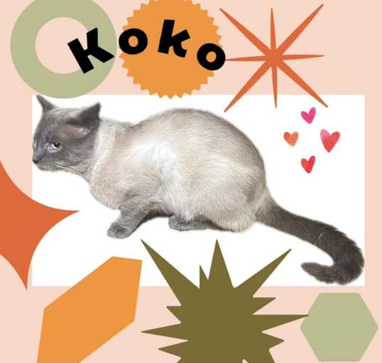 Photo of Koko