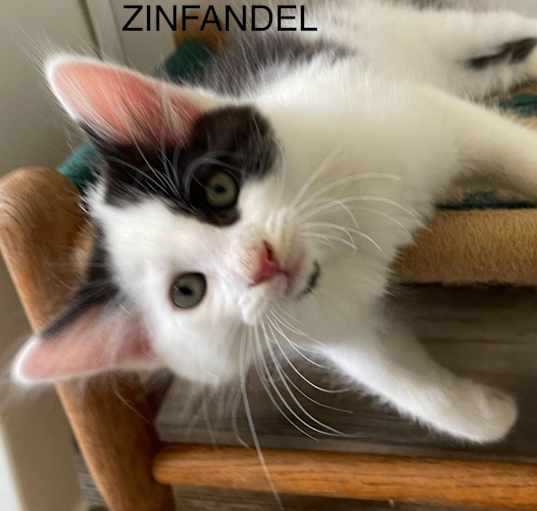 Photo of Zinfandel