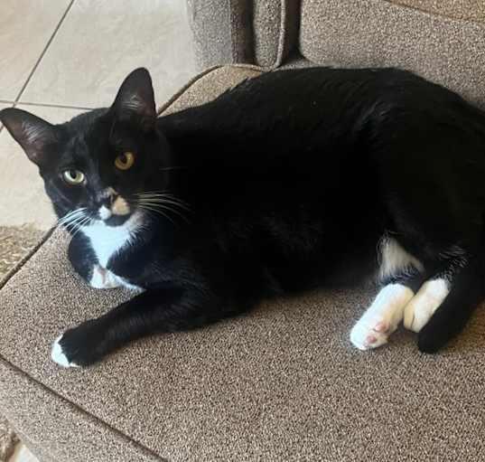 Photo of Shadow