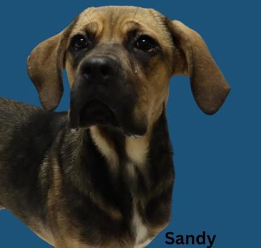 Photo of Adoptable Sandy