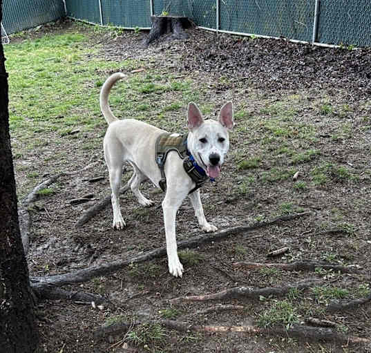 Photo of Benny (Lucy's Litter)