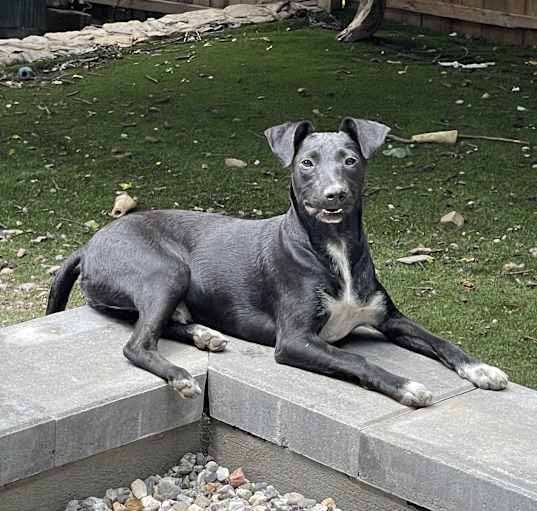 Photo of Shadow