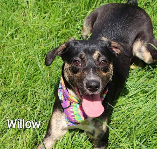 Photo of Willow