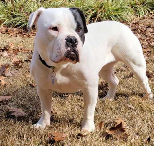 Photo of BISCUIT-FUNNY, ADORABLE AMERICAN BULLDOG