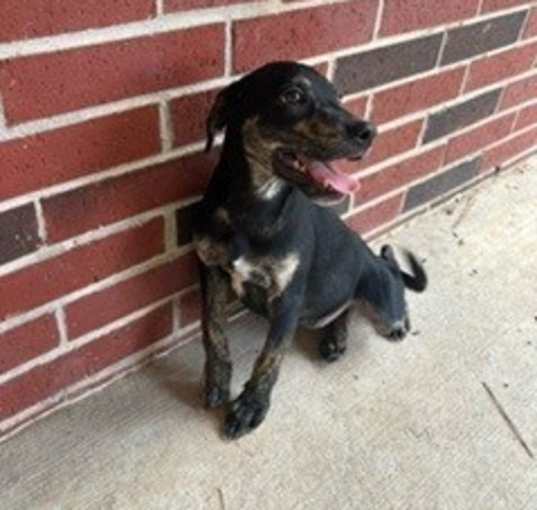 Photo of roxy