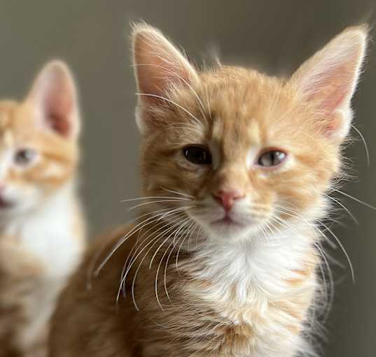 Photo of Oliver - baby orange Tabby!