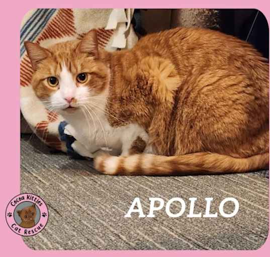 Photo of Apollo