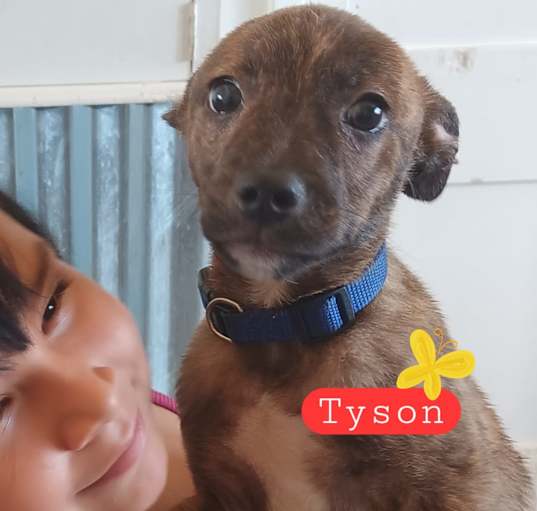 Photo of Tyson