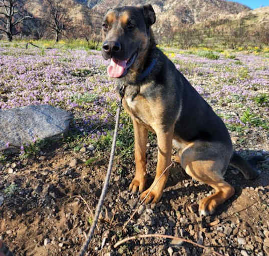 Photo of Buster