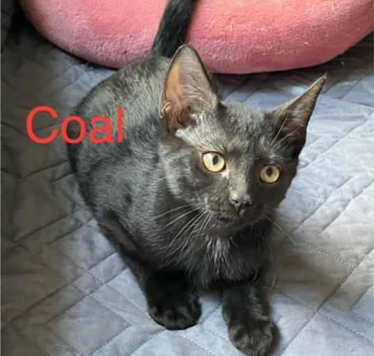 Photo of Coal