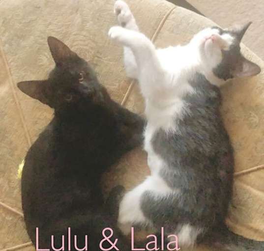 Photo of Lala (Sibling- Lulu)