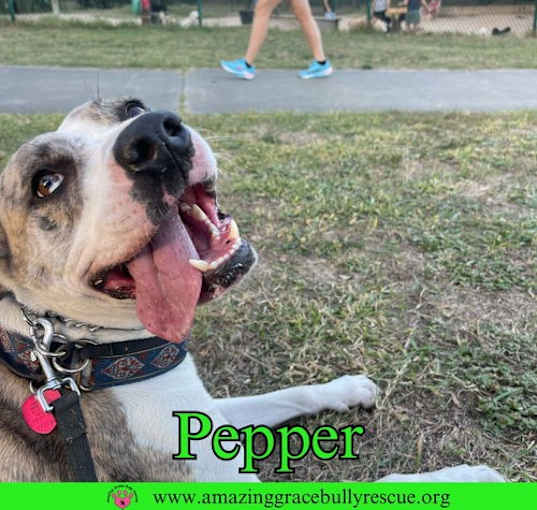 Photo of Pepper