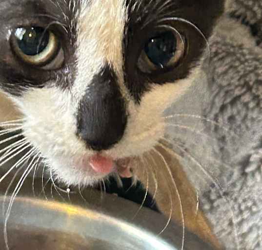 Photo of sesame