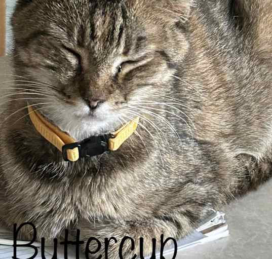 Photo of Princess Buttercup